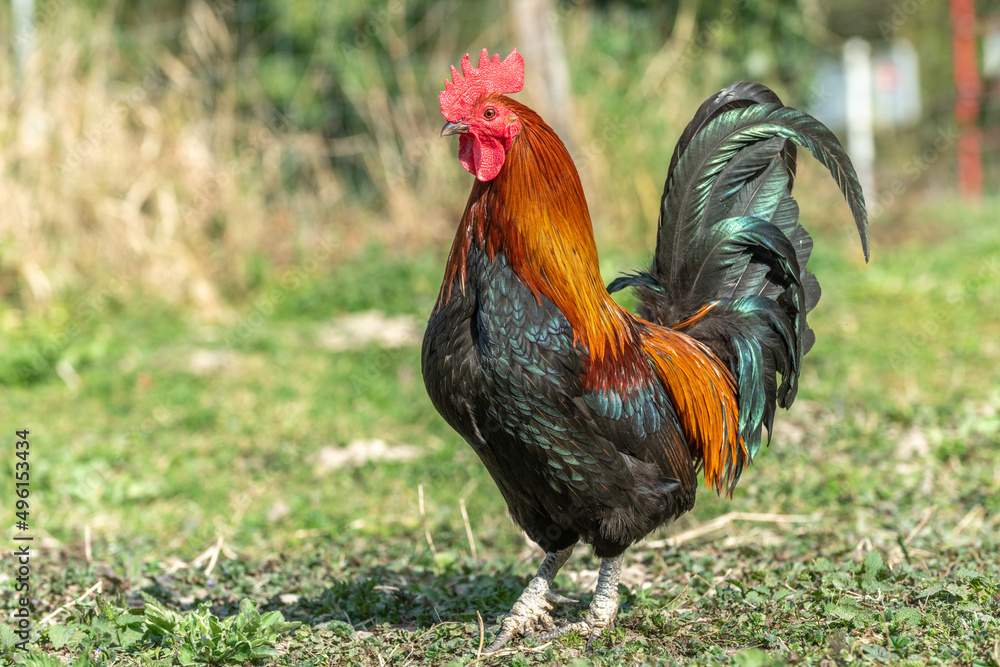 Farmyard rooster on an educational farm.