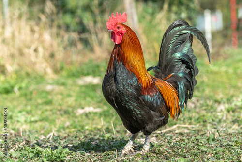 Farmyard rooster on an educational farm. © bios48