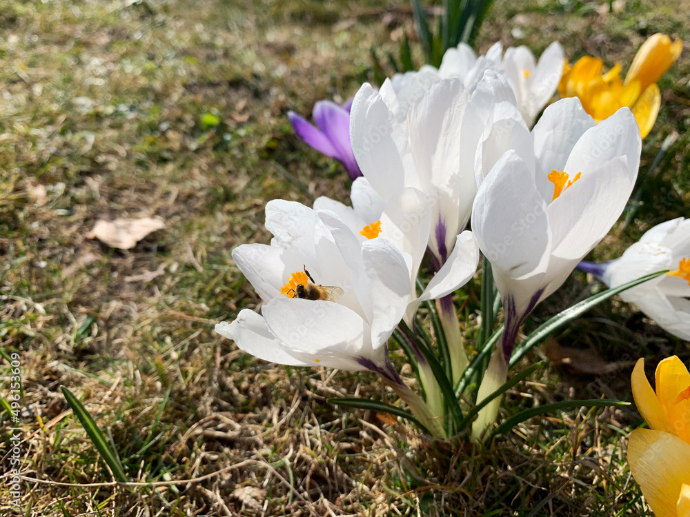 Crocuses in the field. Bulb spring flowers close up. Nature springtime photography.