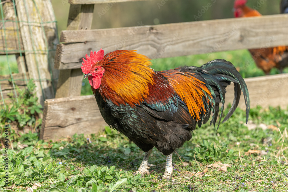 Fototapeta premium Farmyard rooster on an educational farm.