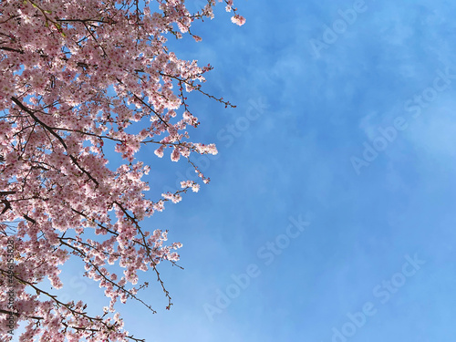 Sakura blossom in the sky. Spring cherry blossom background with copy space. Pink tree flowers with cloudy sky.