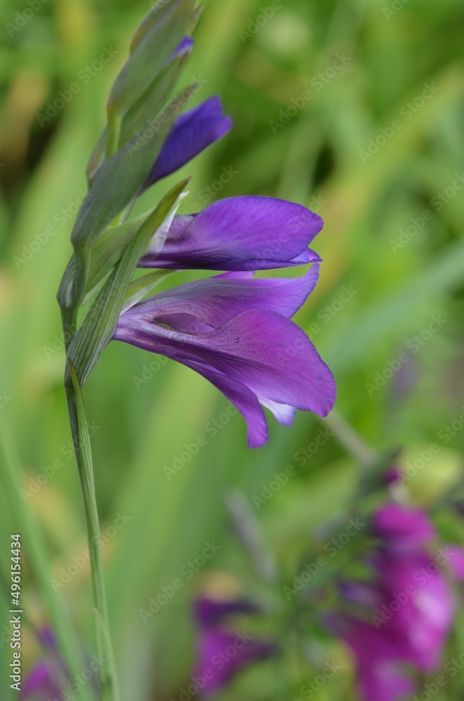 Blooming wild purple Gladiolus tenuis in the garden Blooming wild purple Gladiolus tenuis in the garden