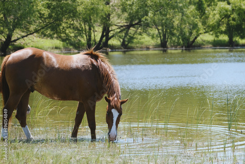 Sorrel blaze face gelding horse getting drink from pond water in Texas summer landscape.
