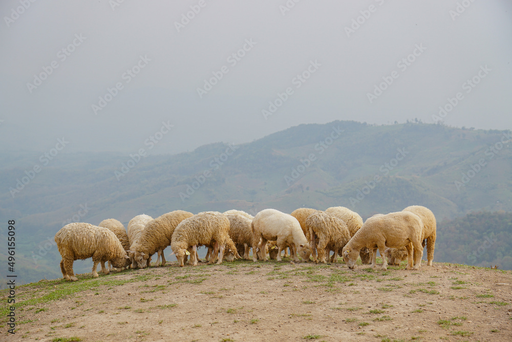 Fototapeta premium A herd of sheep in the mountains. Beautiful mountain landscape view. Shepherds Home in the Mountains.