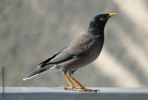 A profile view of a common myna bird perching on a railing in Dubai, UAE. 