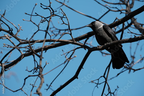 Eurasian Jackdaw bird in nature on a branch. Black bird in nature resting on a tree, natural environment,