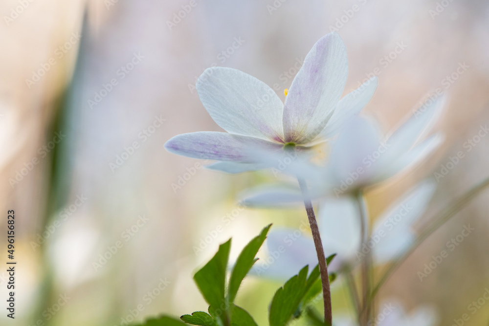 Close up group of blooming white wood anemone flowers. with depth of field focus. Low perspective. Natural macro botanical spring scene. Close up group of blooming white wood anemone flowers. with depth of field focus. Low perspective. Natural macro botanical spring scene.