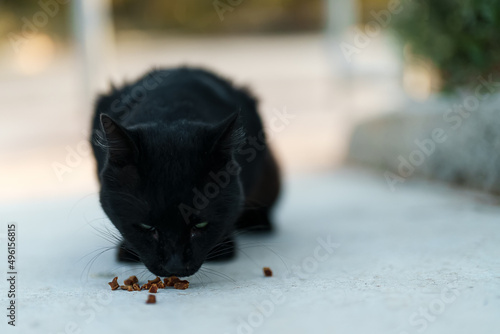 Stray cat eating food on the street.