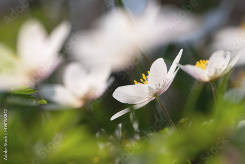 Close up group of blooming white wood anemone flowers. with depth of field focus. Low perspective. Natural macro botanical spring scene. 