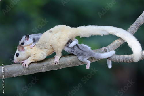 Fototapeta Naklejka Na Ścianę i Meble -  A mother sugar glider is looking for food while holding her two babies. 