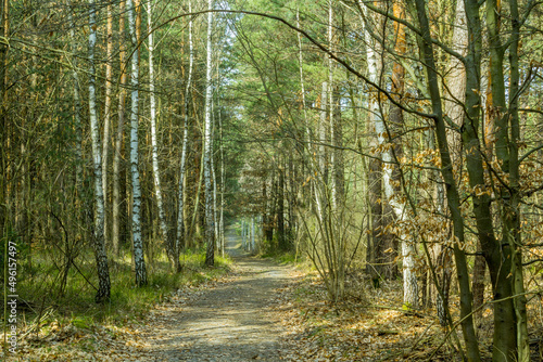 Fototapeta Naklejka Na Ścianę i Meble -  Leśna droga wśród brzozowych drzew