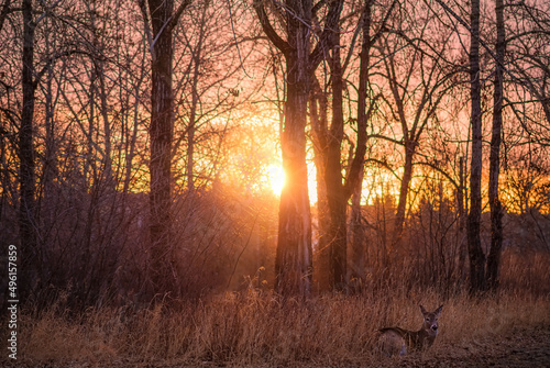 Deer Laying In A Spring Park At Sunrise