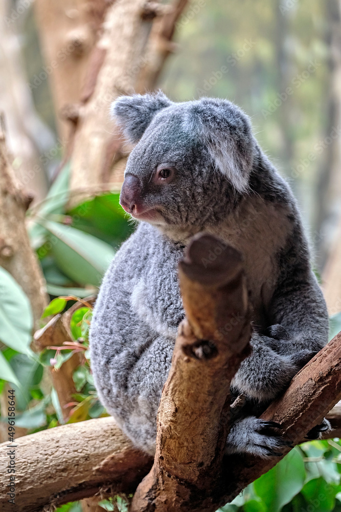 Fototapeta premium Koala ( Phascolarctos cinereus ).