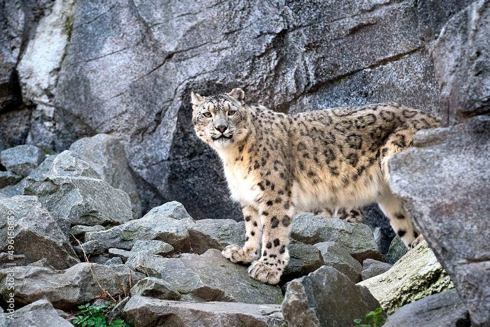 Fototapeta premium Schneeleopard ( Panthera uncia ).