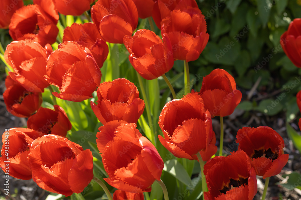 Obraz premium Beautiful blooming bright red tulips on flowerbed in the city garden. Spring easter flower background. Beauty in nature springtime.