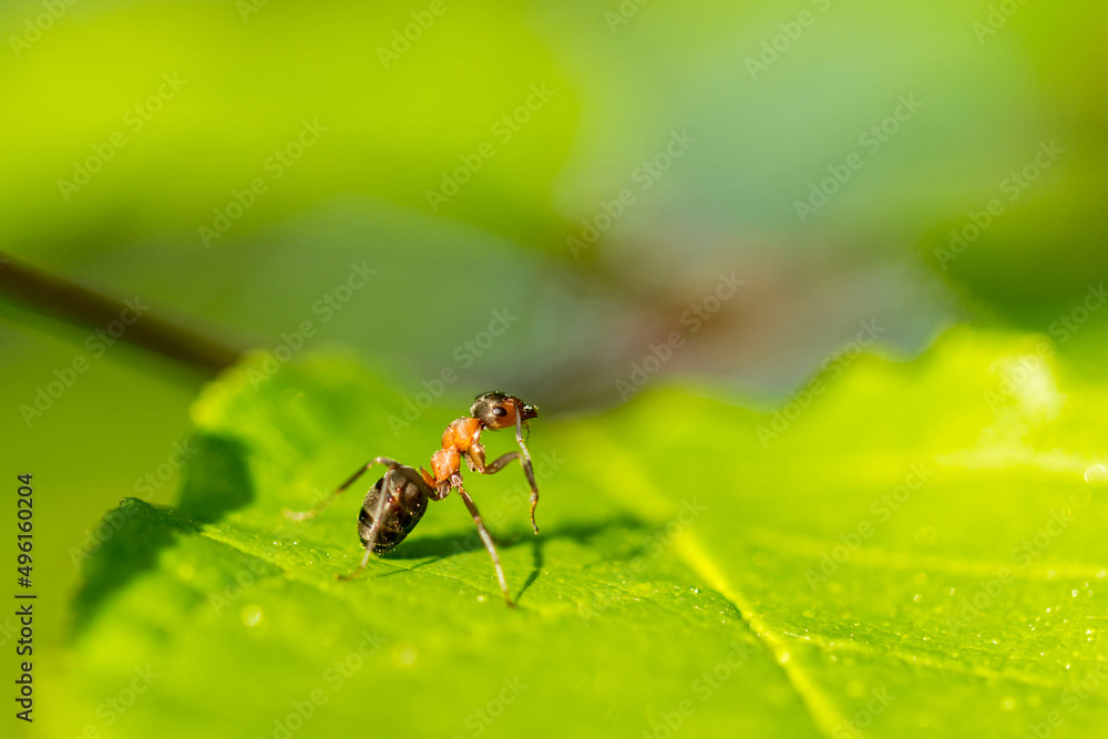 Ruda mrówka na zielonym liściu - obrazy, fototapety, plakaty 