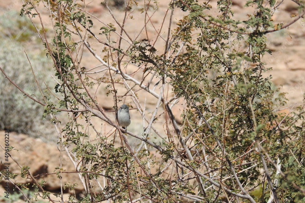 Blue-gray gnatcatcher perched in a tree at the Lake Mead Recreation Area, in Clark County, Nevada. Blue-gray gnatcatcher perched in a tree at the Lake Mead Recreation Area, in Clark County, Nevada.