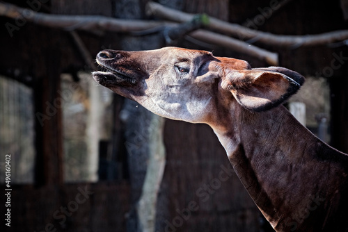 Okapi ( Okapia johnstoni ). photo