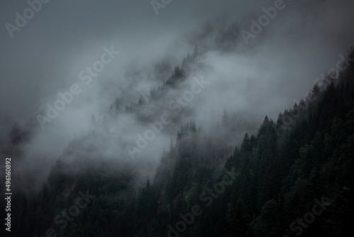 Fog and low clouds on a moody rainy day in the trees in the mountains.
