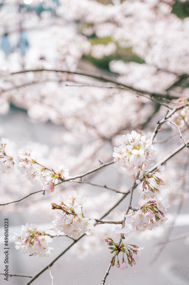 Obraz premium 春の訪れ