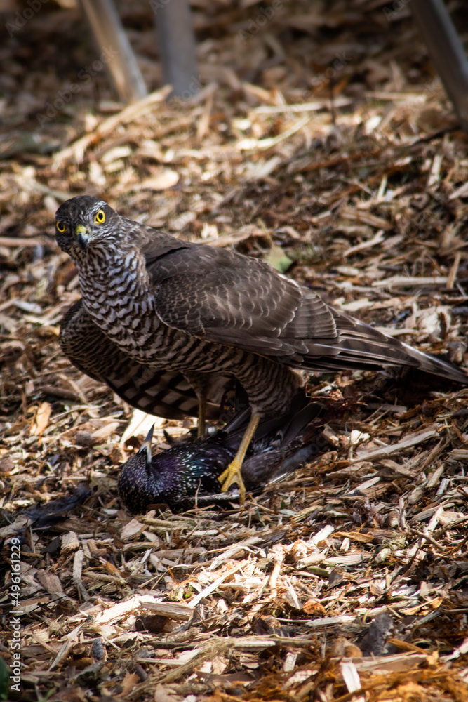 bird of prey , hunting bird 
