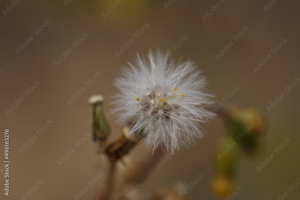 White flower or what is that exactly White flower or what is that exactly