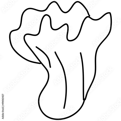 lettuce hand drawing
