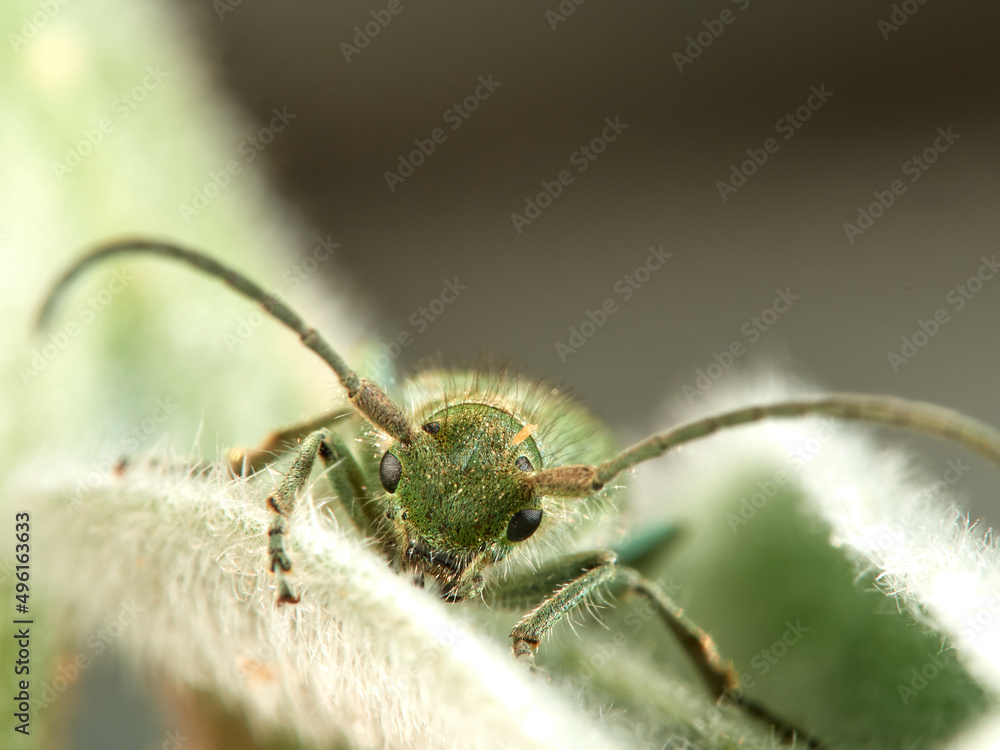 Naklejka premium Green beetle in a natural environment. Phytoecia malachitica 