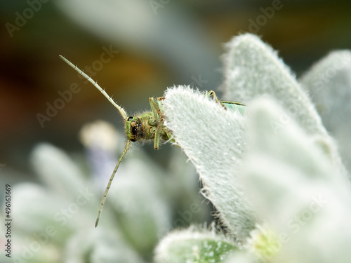 Green beetle in a natural environment. Phytoecia malachitica    photo