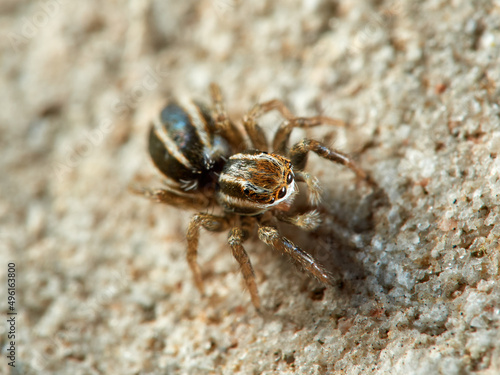 Cute jumping spider of Phlegra genus.         © Macronatura.es