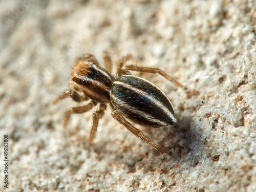 Cute jumping spider of Phlegra genus. 