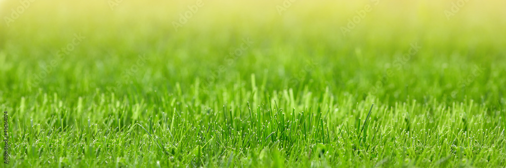 Fototapeta premium Green grass sparkles in the sun on a summer day. Fresh lawn under the rays of the sun. Banner