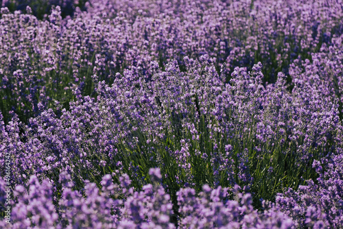 Violet lavender bushes in the sunny summer day. Close-up of flower field background. France, Provence.