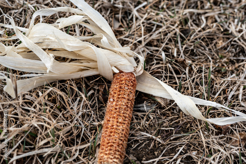 Corn field after harvest with strewn stover over disced soil. photo