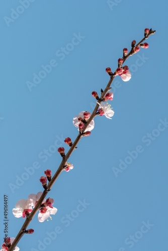 Flowering of an apricot tree