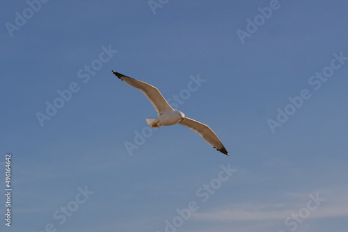 Seagull in blue sky  Italy  Campania  Naples