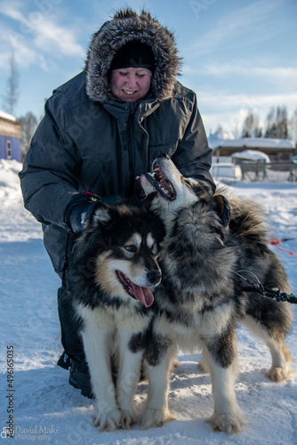 Happy Alaska Sled Dogs
