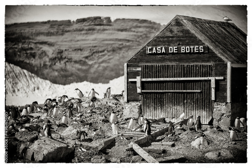 Penguins on Antarctica.