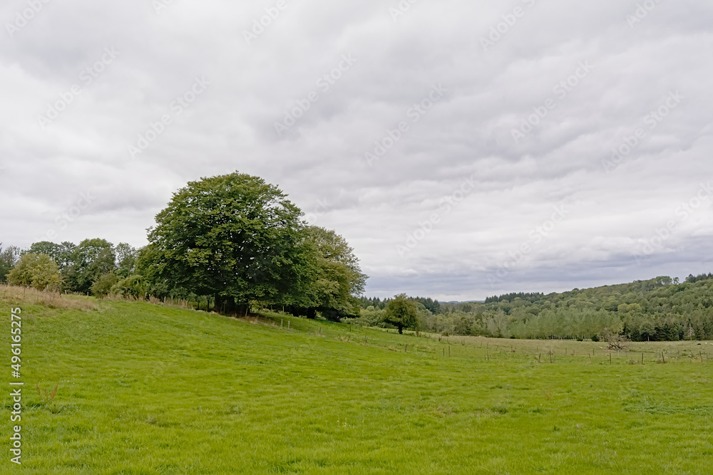 Fototapeta premium Green meadows and forest on a cloudy day in the hills of the Condroz in the Wallonian countryside 