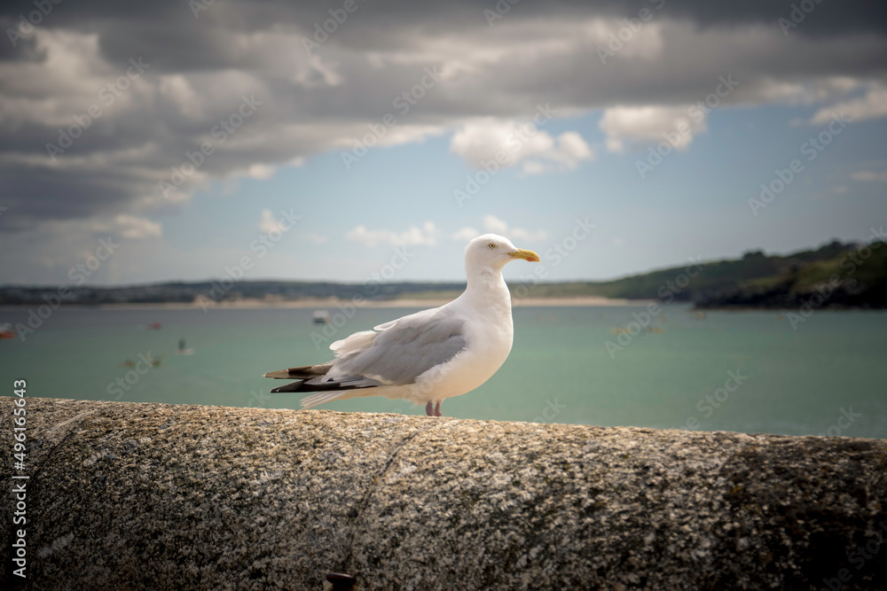 seagull on the pier seagull on the pier