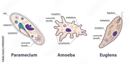 Protozoans variety: paramecium, amoeba, euglena. Different shapes of protozoans as example of unicellular eukaryotic parasites.  photo