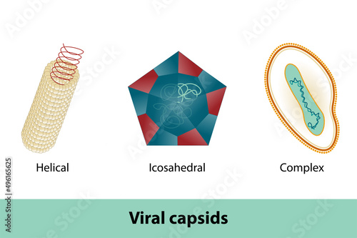 Viral capsids of different shapes: helical,  polyhedral,  complex shape photo