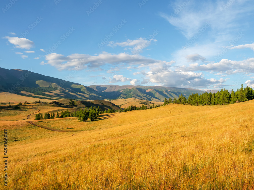 Autumn mountain plateau with bright yellow grass under a blue sky with white clouds. Bright autumn high-mountain landscape of wild nature.