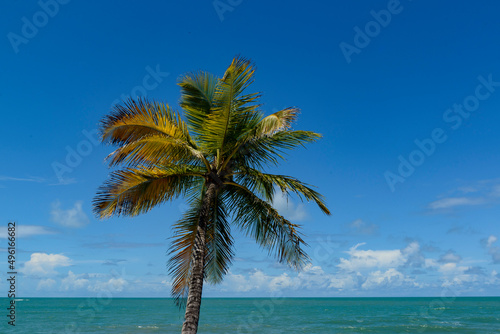 Fototapeta Naklejka Na Ścianę i Meble -  Tropical beach scene in northeast Brazil. Coconut tree, blue sky and sea. Barra de Camaratuba, Paraiba, Brazil.