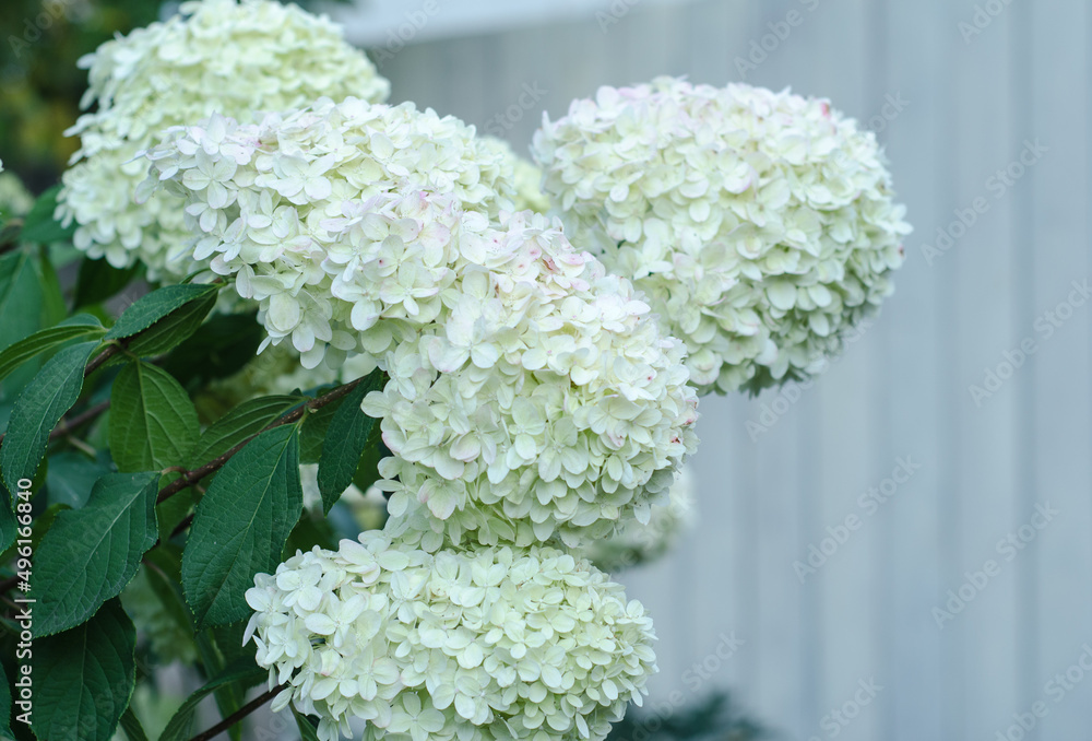 Flowering hydrangea bushes on background of green lawn. Garden ornamental plants with large white inflorescences. Botany. Flowering hydrangea bushes on background of green lawn. Garden ornamental plants with large white inflorescences. Botany.