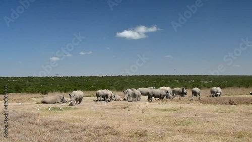 Nashörner in Kenia  photo