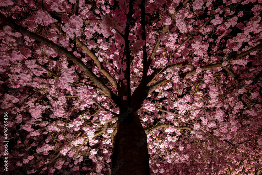 Blooming Japanese cherry tree. Branches of “Prunus serrulata“ blossom illuminated at night with white and pink flowers. Tree with thousands of flowers from frog perspective in artificial light. Blooming Japanese cherry tree. Branches of “Prunus serrulata“ blossom illuminated at night with white and pink flowers. Tree with thousands of flowers from frog perspective in artificial light.