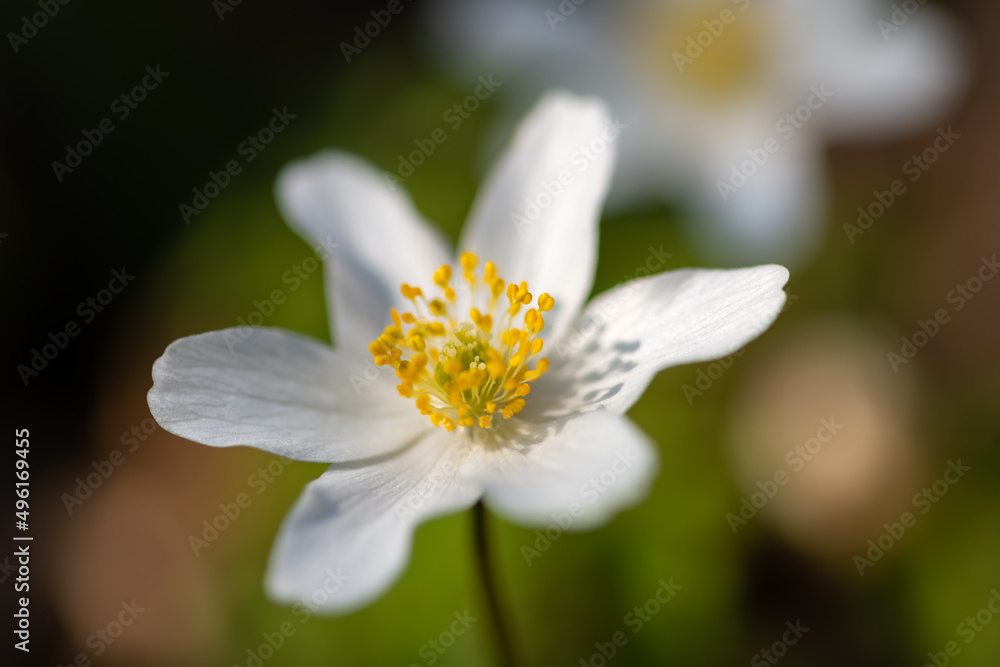 Wood anemone (Anemone nemorosa) is an early-spring flowering plant in the buttercup family Ranunculacea. Flower with white tepals and yellow stamen isolated on black. Macro close up in german forest. Wood anemone (Anemone nemorosa) is an early-spring flowering plant in the buttercup family Ranunculacea. Flower with white tepals and yellow stamen isolated on black. Macro close up in german forest.