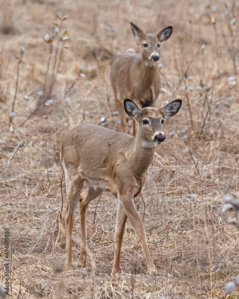 Two young deer in filed Two young deer in filed