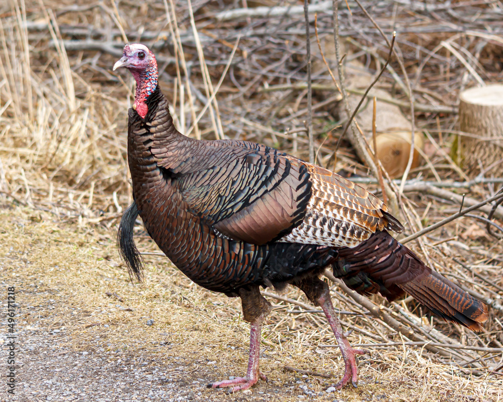 Fototapeta premium Wild Turkey